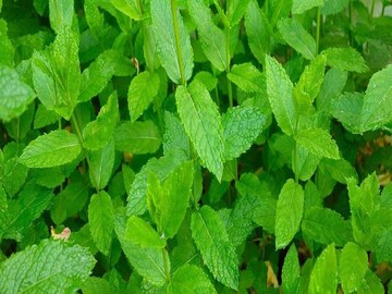  Beauty Tips: unknown benefits of mint in skincare