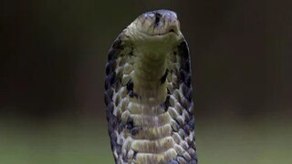 photo source collected photo source collected