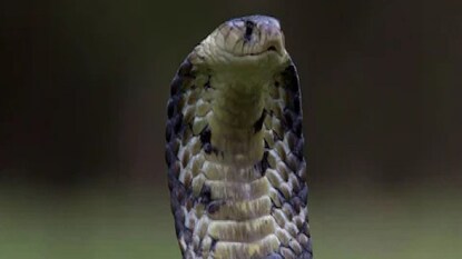 photo source collected photo source collected