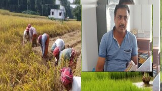 Know how crop insurance or sashya bima can help farmers