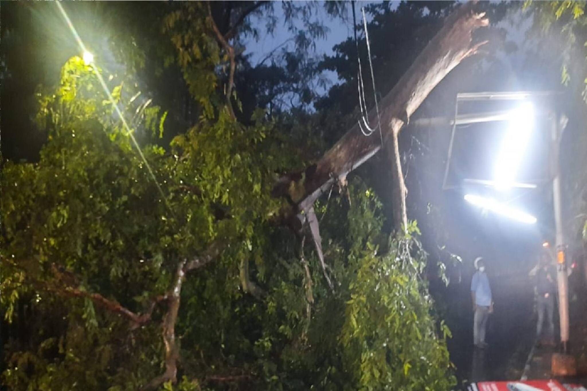 ৯০ কিলোমিটার আছড়ে পড়ল কালবৈশাখী, গাছ ভেঙে বিপত্তি সার্দান এভিনিউতে