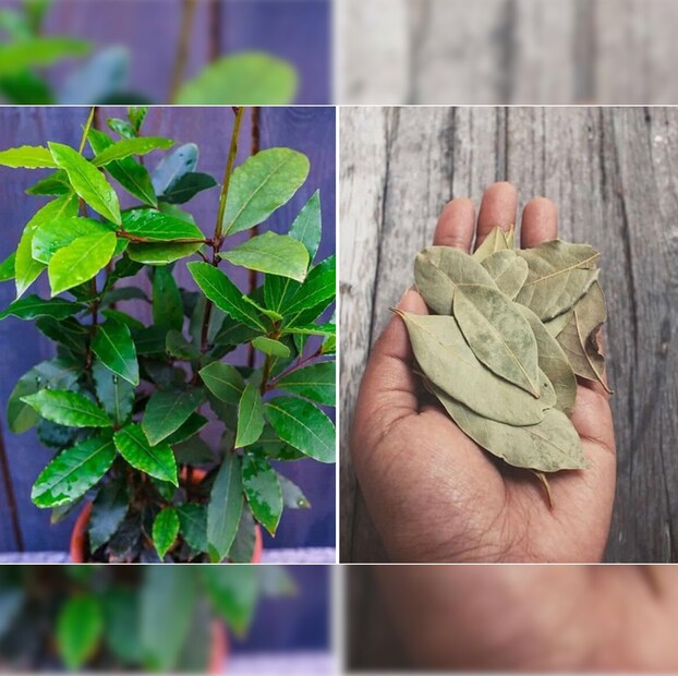 তেজপাতায় লেখা শেষ হলে নিজের অভিপ্রায় ঠিক করতে হবে। নিজের উদ্দেশ্যের উপর মনোনিবেশ করতে হবে। আর তেজপাতাটা হাতে নিয়ে নিজের মনের অভিপ্রায় কল্পনা করে অনুভব করতে হবে। এবার ব্রহ্মাণ্ডের সঙ্গে যোগাযোগ স্থাপন করার পালা। অর্থাৎ নিজের ইচ্ছেটা ব্রহ্মাণ্ডে পাঠানোর জন্য তেজপাতাটা ফায়ার বোলের আগুনে পোড়াতে হবে। Representative Image