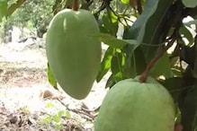 চার কেজি ওজনের একটা আম, আঁটি ২০০ গ্রামের! দাম ২০০০ টাকা চার কেজি ওজনের একটা আম, আঁটি ২০০ গ্রামের! দাম ২০০০ টাকা