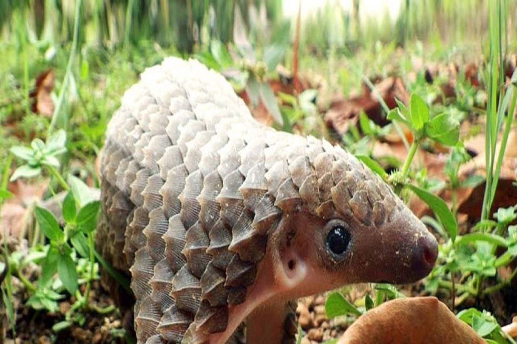 কী নৃশংস! এই বিরল প্রাণীর সঙ্গে যা ঘটল ওদলাবাড়িতে, শুনলে চমকে উঠবেন