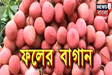 Annadata: লাভজনক জারবেরা চাষ, জেনে নিন সব তথ্য, দেখুন