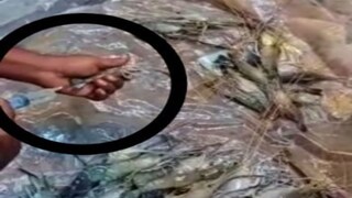 বাগদা চিংড়িতে ইনজেকশনের সিরিঞ্জ! 