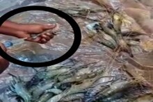 বাগদা চিংড়িতে জল ভরে বাড়ছে ওজন! মাছের আড়ৎগুলিতে যা চলছে রমরমিয়ে, চক্ষু চড়কগাছ!