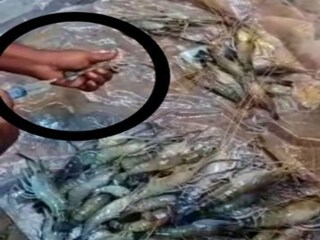বাগদা চিংড়িতে ইনজেকশনের সিরিঞ্জ! 