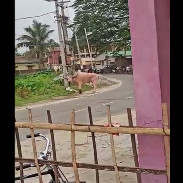খ্যাপা ষাঁড়ের মুখে যিনি পড়েছেন, তাঁর হাড়ে হাড়ে টের পাওয়া হয়ে গিয়েছে কাকে বলে ভয়। আর ষাঁড়ের গুঁতোয় ভুক্তভোগী হলে তো কথাই নেই। মর্মান্তিক সেই অভিজ্ঞতা!