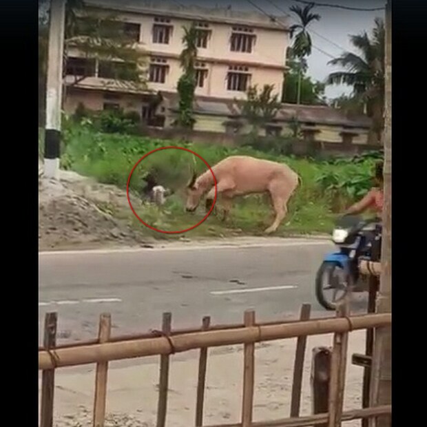 প্রচণ্ড রাগী ওই ষাঁড়কে কাবু করা যে সে কর্ম নয়। বাঁকা শিং দিয়ে অনবরত সে আক্রমণ করতে থাকে ওই ব্যক্তিকে। রাস্তার এক পাশে রাখা বালির মধ্যে ক্রমাগত ওই ব্যক্তিকে শিং দিয়ে হামলা করে ষাঁড়টি। 