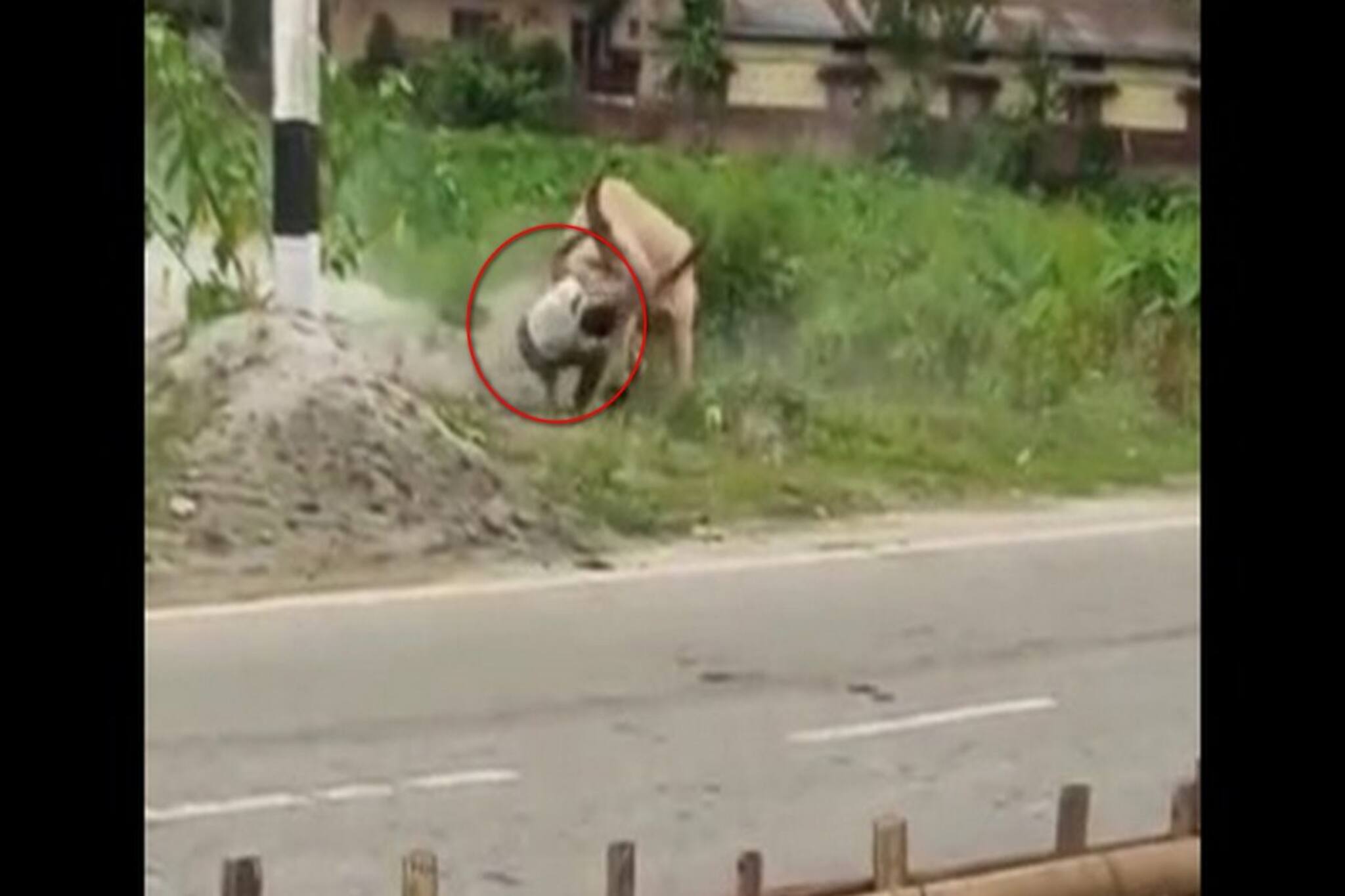 মাঝরাস্তায় খ্যাপা ষাঁড়ের শিং দিয়ে আছাড় ব্যক্তিকে! ভিডিও করলেন পথচারীরা, তারপর?