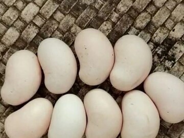 cashew eggs
