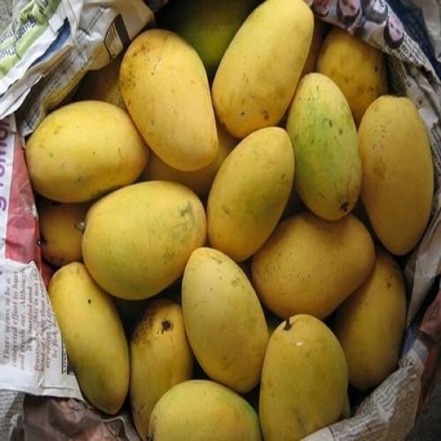 চৌসা-- উত্তরপ্রদেশের পশ্চিমে এই আম পাওয়া যায়। চৌসার স্বতন্ত্র স্বাদ এটিকে সব জাতের আমের চেয়ে জনপ্রিয় করে তোলে। চৌসাতে সবচেয়ে বেশি ভিটামিন সি রয়েছে। চৌসা আম যে কোনও ধরনের আমের রেসিপি যেমন পরোটা, স্যালাড, শেক, টার্ট এবং কুলফিতে ব্যবহার করা যেতে পারে।