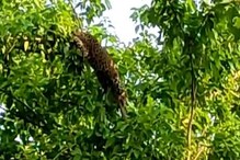 গাছের মগডালে বসে চিতাবাঘ! ডুয়ার্সের ঘটনায় হঠাৎ তুলকালাম এলাকা জুড়ে! গাছের মগডালে বসে চিতাবাঘ! ডুয়ার্সের ঘটনায় হঠাৎ তুলকালাম এলাকা জুড়ে!
