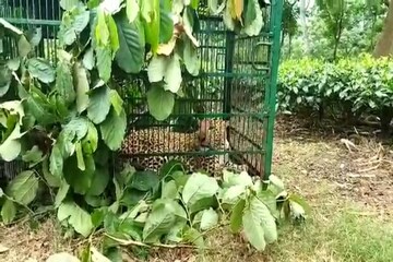 সপ্তাহব্যাপী তাণ্ডবের অবসান! আটক নকশালবাড়ির নয়া ত্রাস, স্বস্তিতে গ্রামবাসীরা