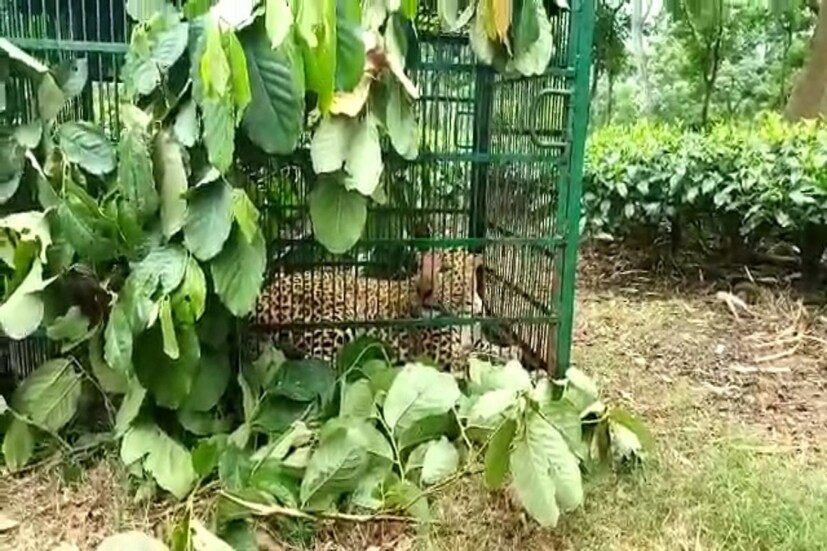 অবশেষে খাঁচা বন্দী হল চিতাবাঘ! স্বস্তিতে নকশালবাড়ির হাতভরাজোত এলাকা! আতঙ্কমুক্ত হল রাধাজোত এবং শিয়াভিটা গ্রামের মানুষেরাও। গত ৭-৮ দিন ধরে ওই এলাকায় দাপিয়ে বেড়াচ্ছিল একটি চিতা। গ্রামের পাশাপাশি স্থানীয় নীহার চা বাগানেও দেখতে পাওয়া যায় বিশাল আকারের চিতাকে। এতে আতঙ্ক ছড়ায়। সন্ধ্যের পর থেকে কার্যত ঘরবন্দী ছিল স্থানীয়রা।