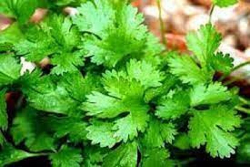 এই পরিস্থিতি থেকে বাঁচতে ধনেপাতা (Coriander) খাওয়া উচিৎ ৷ ধনেপাতার ঔষধি গুণ শরীরকে অত্যন্ত ভাল রাখে ৷ এতে ভিটামিন এ, ভিটামিন সি, ভিটামিন কে, শর্করা, প্রোটিন-সহ একাধিক পুষ্টিগুণ বর্তমান ৷ প্রতীকী ছবি ৷