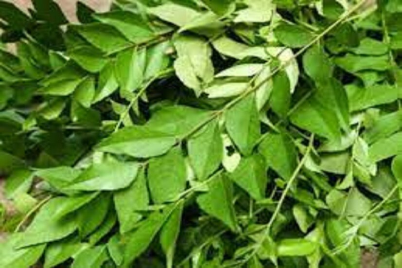 এতে জরুরি পুষ্টি উপাদান ভিটামিন এ (Vitamin A) পাওয়া যায় ৷ দৃষ্টিশক্তি বৃদ্ধি করতে বিশেষ ভাবে সাহায্য করে ৷ প্রতীকী ছবি ৷
