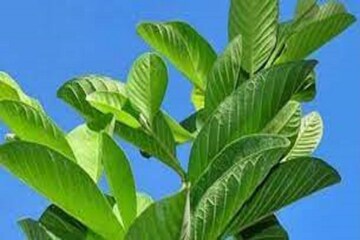 ফল নয়! পেয়ারা পাতার কোমল ছোঁয়ায় ত্বক হয়ে উঠুক নিখুঁত, নির্দাগ এবং জেল্লাদার!