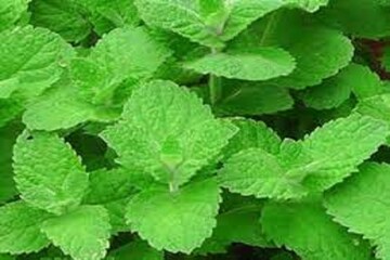 সর্দি কাশি থেকে মাথাব্যথা, টেনশন থেকে মুখের দুর্গন্ধ, বাজিমাত পুদিনা পাতার