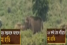 মা হাতি আর তার মৃত সন্তানের গল্প, এই ডুয়ার্সের! চোখে জল এনে দেবে এই ভিডিও মা হাতি আর তার মৃত সন্তানের গল্প, এই ডুয়ার্সের! চোখে জল এনে দেবে এই ভিডিও