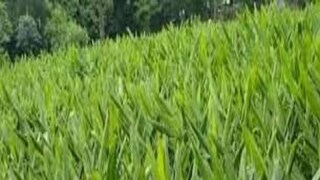 প্রতীকী চিত্র প্রতীকী চিত্র