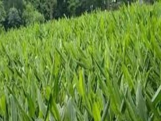 প্রতীকী চিত্র