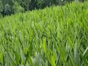 প্রতীকী চিত্র