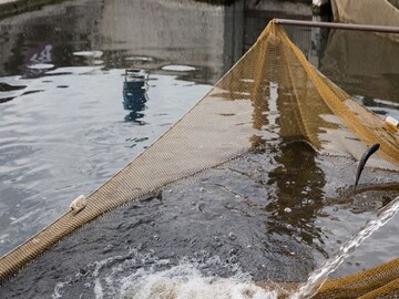 Berhampore News: earn money by fish cultivation- Photo- Representative 
