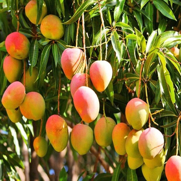 গোলাপখাস-- এ আম বিখ্যাত তার গন্ধের জন্য। মিষ্টি গোলাপের গন্ধ বহন করে বলে এই আমকে গোলাপখাস নামে ডাকার চল শুরু হয়ে যায়। প্রাচীন বাংলার আমগুলির মধ্যে গোলাপখাস অন্যতম। এই আমের গায়ে গোলাপের রঙের লালচে আভাও থাকে।