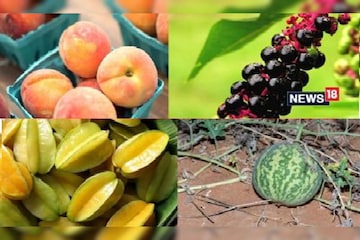 সাবধান! চিনে নিন এই পাঁচ ফল! রূপে ভুলবেন না, এই ফল খেয়ে মৃত্যু পর্যন্ত হতে পারে সাবধান! চিনে নিন এই পাঁচ ফল! রূপে ভুলবেন না, এই ফল খেয়ে মৃত্যু পর্যন্ত হতে পারে
