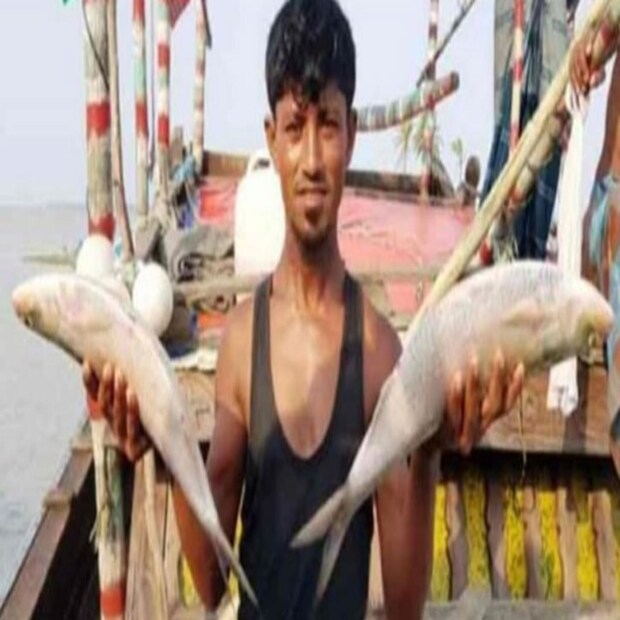 এবারে বর্ষার প্রকৃতি একটু অন্যরকম। মরসুমের শুরুতে ইলিশ মাছ তেমন জালে ওঠেনি দুই বাংলায়। কিন্তু জুলাইয়ের শেষের দিক থেকেই পরিস্থিতি বদলে যেতে শুরু করে। বাংলাদেশে প্রচুর ইলিশ মাছ আসতে থাকে। গতবারের থেকে এবার বেশি ইলিশ মাছ জালে উঠেছে বলেও দাবি মৎস্যব্যবসায়ীদের।