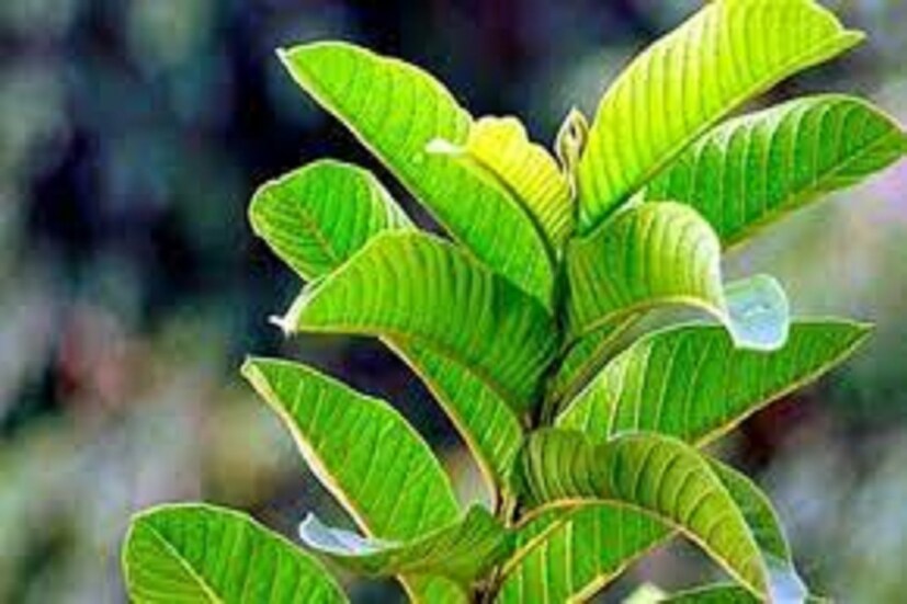 এছাড়া এই ফলের মধ্যে পটাশিয়াম ও ফলিক অ্যাসিড থাকে, যা ত্বকের জন্য খুবই উপকারী। জানলে অবাক হতে হবে যে, পেয়ারার পাশাপাশি ত্বকের জন্য পেয়ারা পাতার গুরুত্বও অপরিসীম। তাহলে দেখে নেওয়া যাক, ত্বকের যত্নে কীভাবে পেয়ারা পাতা ব্যবহার করা যায়। প্রতীকী ছবি ৷