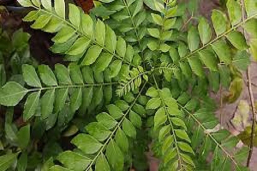 এতে জরুরি পুষ্টি উপাদান ভিটামিন এ (Vitamin A) পাওয়া যায় ৷ দৃষ্টিশক্তি বৃদ্ধি করতে বিশেষ ভাবে সাহায্য করে ৷ প্রতীকী ছবি ৷