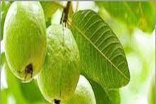 ফল নয়! পেয়ারা পাতার কোমল ছোঁয়ায় ত্বক হয়ে উঠুক নিখুঁত, নির্দাগ এবং জেল্লাদার!