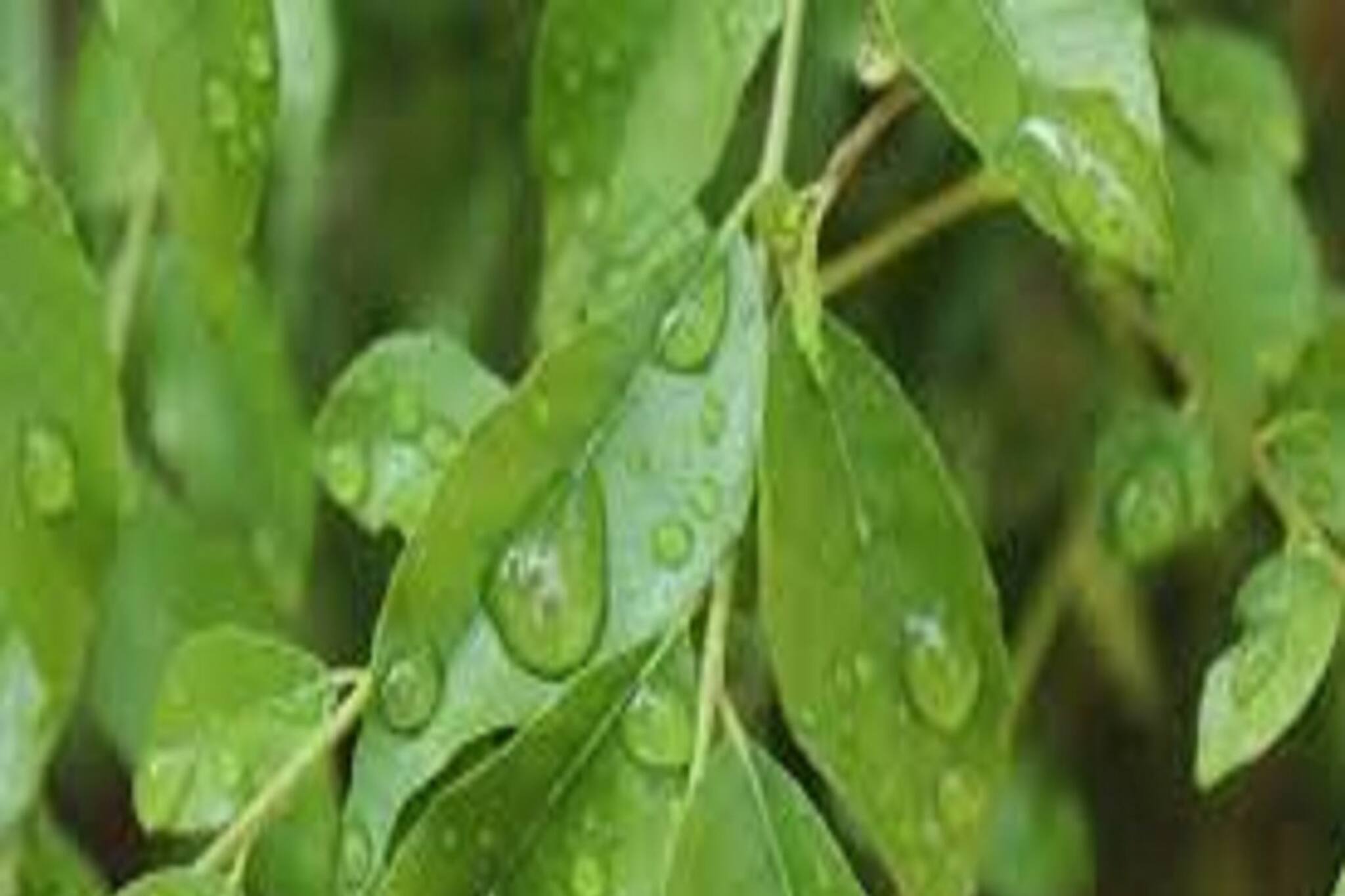 সকাল সকাল কাঁচা এই পাতা চেবালেই ৫টি বড়সড় রোগ কোনও ভাবেই কাছে আসবেনা