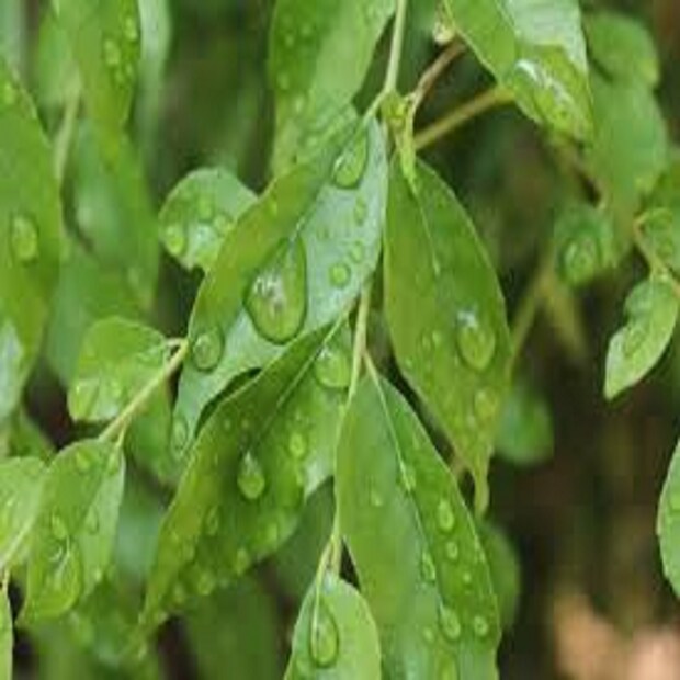 কারিপাতা (Curry Leaves) খাওয়ার অভ্যাস থাকলে রাতকানা রোগ (Night Blindness) বা চোখ সংক্রান্ত অন্য সমস্ত রোগের ভয়াবহতা দূর হয়ে থাকে ৷ প্রতীকী ছবি ৷ 