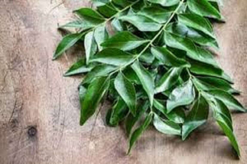 বিশেষত দক্ষিণ ভারতীয় রান্নাবান্নায় কারিপাতার প্রয়োগ একটু বেশি পরিমাণেই হয়ে থাকে ৷ প্রতীকী ছবি ৷