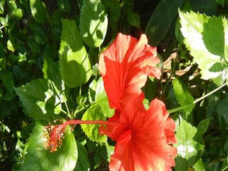 জবা-কীর্তি জবা-কীর্তি