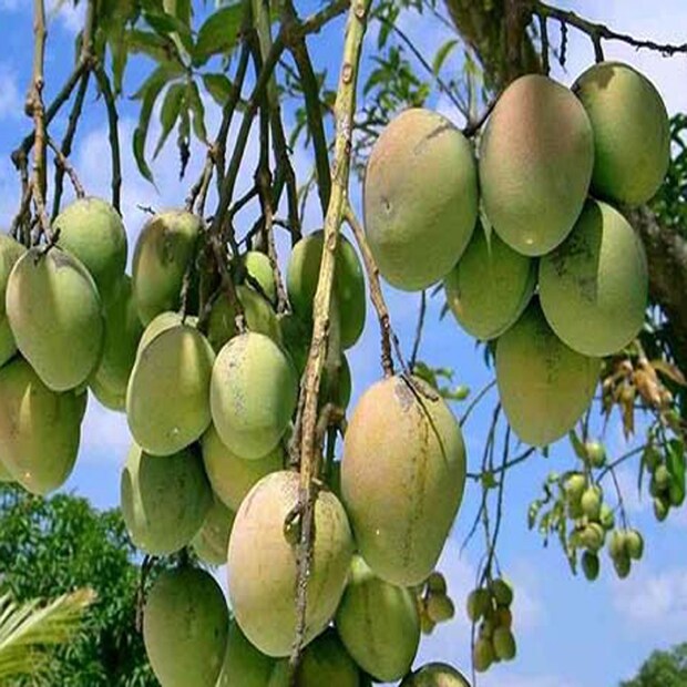 লক্ষ্মণভোগ ও গোপালভোগ-- ইংরেজবাজারের চণ্ডীপুরের বাসিন্দা লক্ষ্মণ একটি আম গাছ রোপণ করেন। স্বাদে-গন্ধে সেই আম ছিল তুলনাহীন। লক্ষ্মণ চাষির নাম থেকেই লক্ষ্মণভোগ আমের উৎপত্তি। ইংরেজবাজারে নরহাট্টার গোপাল চাষির নামে আবার নাম হয় গোপালভোগের।