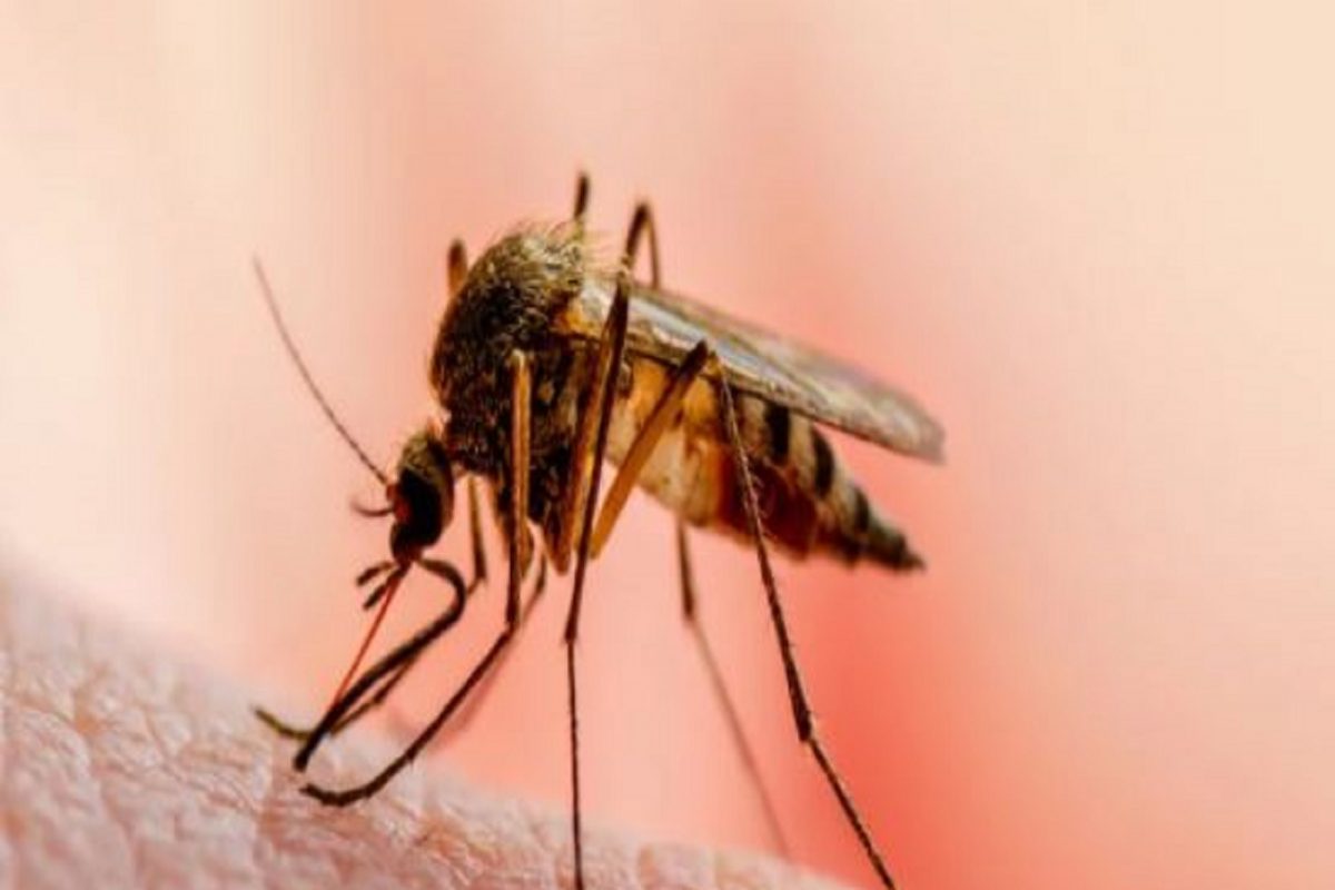 Dengue and Malaria: ডেঙ্গি ও ম্যালেরিয়ায় আক্রান্তের সংখ্যা ক্রমশই বাড়ছে 'এই' জেলায়, আপনি কতটা চিন্তিত?