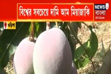 পৃথিবীর সব থেকে দামি আম Miyazaki, কিলো পিছু দাম ছাড়াতে পারে প্রায় ৩ লাখ