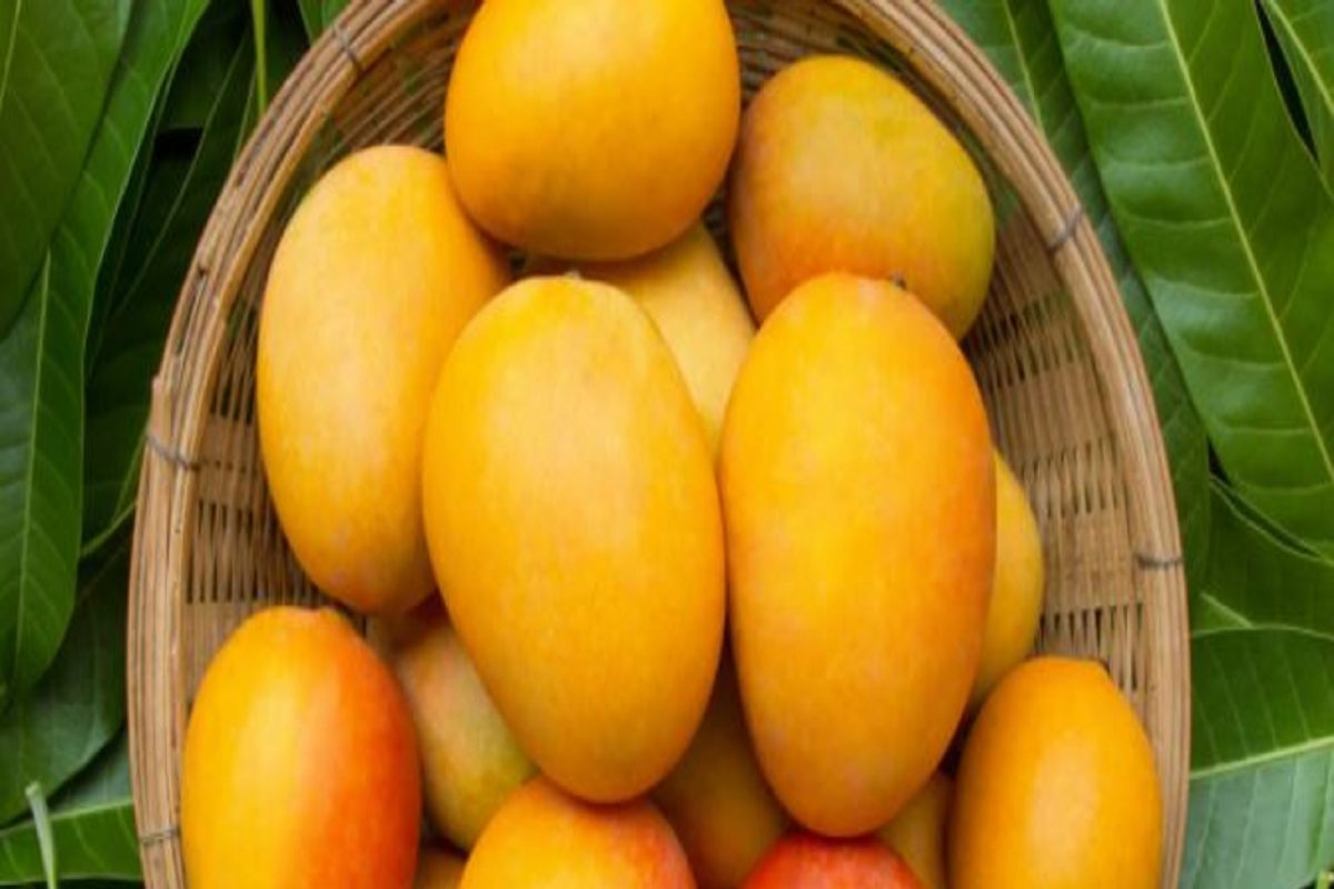 Mango For Diabetics: গ্রীষ্মে ডায়াবেটিসের রোগীরাও আমের মজা নিতে পারবেন, তবে মেনে চলতে হবে এই নিয়ম!