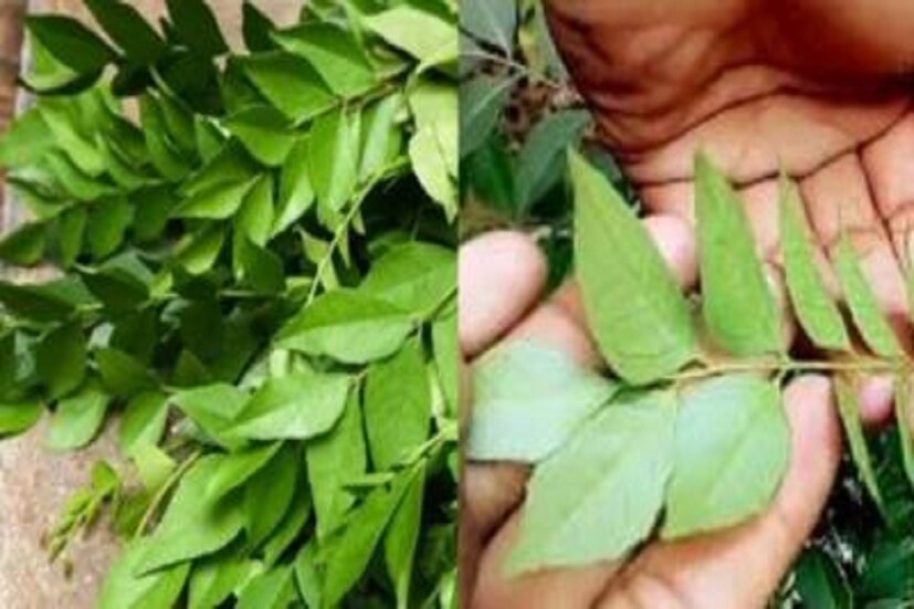 কারিপাতা প্রতিটি রান্নাঘরেই কম বেশি দেখতে পাওয়া যায়, রান্নায় করাপাতা এক আলাদা মাত্রা নিয়ে আসে ৷ প্রতীকী ছবি ৷