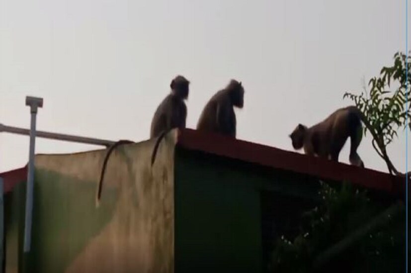 এলাকার মানুষ রীতিমত আতঙ্কে হনুমানের দল দেখলে। এই ঘটনা পাঁচলা জগৎবল্লভপুর সহ হাওড়া গ্রামীণ এর বেশ কিছু এলাকায়। স্থানীয়  মানুষের কথায় জানা যায়,  ৩০ থেকে ৫০ টি পর্যন্ত থাকে এক একটি দলে হনুমানের সংখ্যা। লোকালয়ে ঢুকে রীতিমতো দাপিয়ে বেড়ায়, কোন কিছুতেই ভয় নেই।এলাকার টালির ছাদ, গাছের ফসল, এবং জলের পাইপ লাইনের ব্যাপকভাবে ক্ষতি করছে হনুমানের দল।