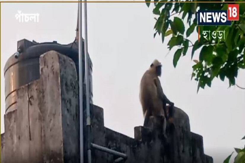 হনুমানের অত্যাচারে শিকেয় উঠেছে চাষআবাদ। মানুষকে আক্রমণের ঘটনা ঘটেছে একাধিক। এ বিষয়ে বনবিভাগে জানিয়ে কোনো সুরাহা মেলেনি বলে অভিযোগ সাধারণ মানুষের।