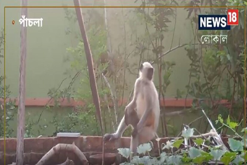 তার কারণ জানা গেল পাঁচলার গঙ্গাধরপুর গ্রামে গিয়ে। নিয়মিত হনুমানের দল এসে রীতিমতো তাণ্ডব চালায় এলাকায়। কারো গাছের ফল, রান্না ঘরে রাখা কাঁচা সবজি বা রান্না খাবার সবকিছুতেই লক্ষ্য হনুমানের দলের। নিমিষেই খাবার বা চানাচুর বিস্কুটের প্যাকেট নিয়ে চম্পট।