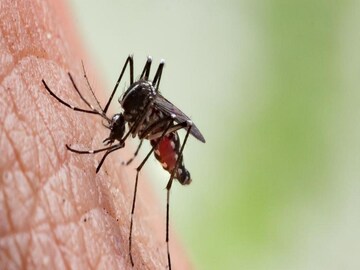 Mosquito bite