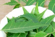 ওজন বৃদ্ধি থেকে যৌন সমস্যার একটাই সমাধান নিম, জানুন এই ভেষজের অত্যাশ্চর্য গুণ ওজন বৃদ্ধি থেকে যৌন সমস্যার একটাই সমাধান নিম, জানুন এই ভেষজের অত্যাশ্চর্য গুণ