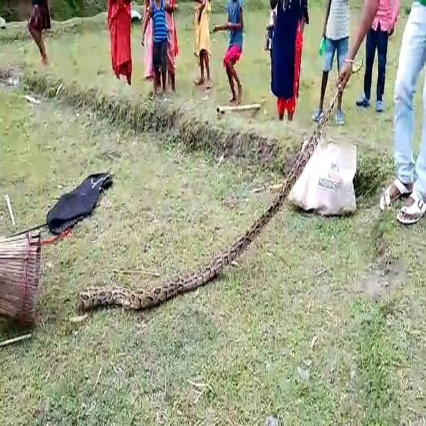 উদ্ধারের পরই সাপটিকে খুনিয়া রেঞ্জের বনকর্মীদের হাতে তুলে দেওয়া। বনকর্মীরা সোমবার দুপুরেই সাপটি সুস্থ থাকায় গরুমারা জঙ্গলে ছেড়ে দিয়েছে। 